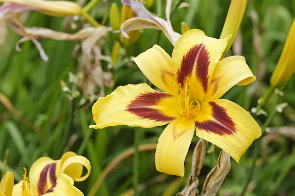 474025 - Day lily (Hemerocallis Spectacular)