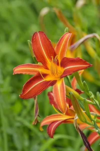 474032 - Day lily (Hemerocallis Stern von Rio)