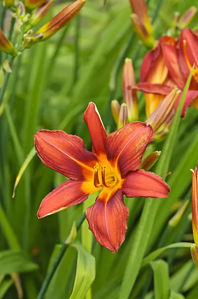 474029 - Day lily (Hemerocallis Summer Interlude)