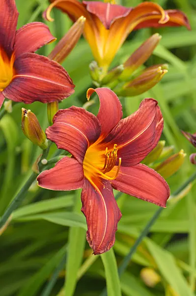 474030 - Day lily (Hemerocallis Summer Interlude)