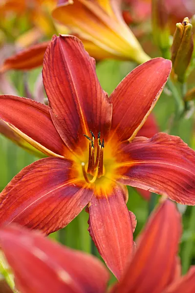 474167 - Day lily (Hemerocallis Summer Interlude)