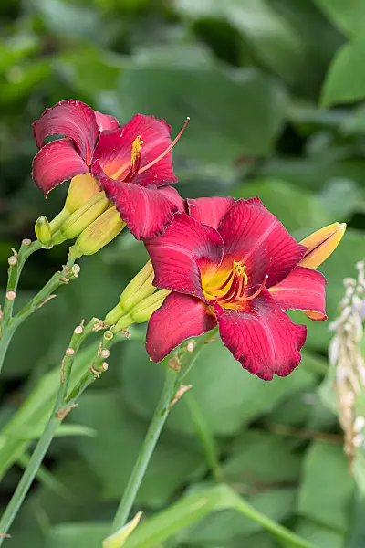 664176 - Day lily (Hemerocallis Tristan)