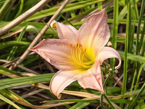 439403 - Day lily (Hemerocallis Winsome Lady)
