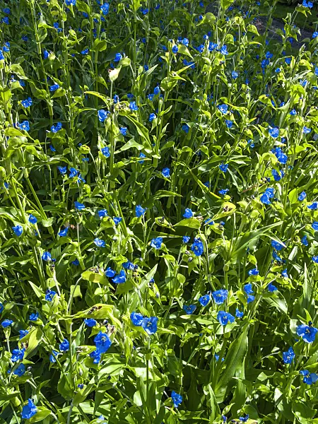 416037 - Dayflower (Commelina tuberosa)