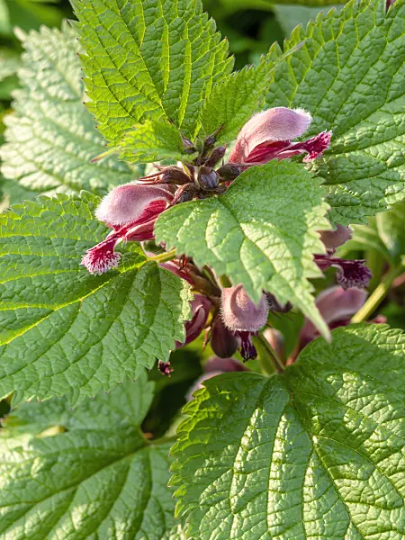 460041 - Dead nettle (Lamium)
