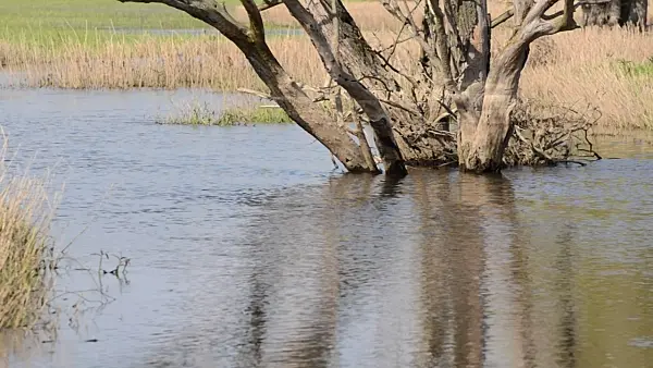 507149 - Dead tree at a backwater of Oder River, Lower Oder Valley National Park, Germany