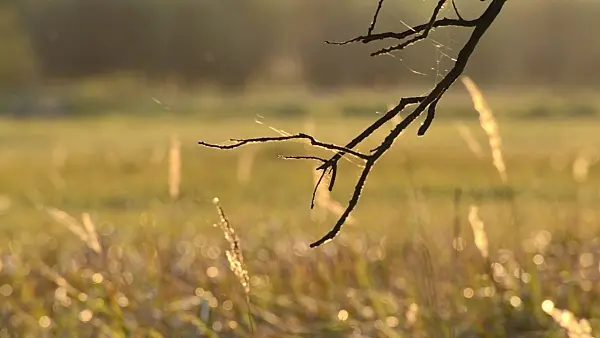 501157 - Dead twigs with spider silk threads