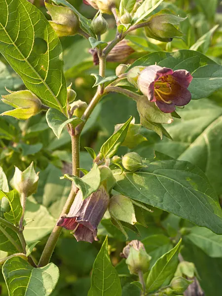 402058 - Deadly nightshade (Atropa bella-donna)