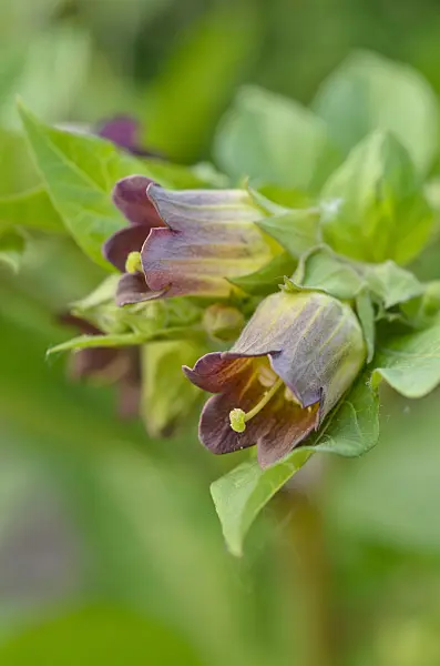 496237 - Deadly nightshade (Atropa bella-donna)