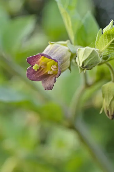 496238 - Deadly nightshade (Atropa bella-donna)