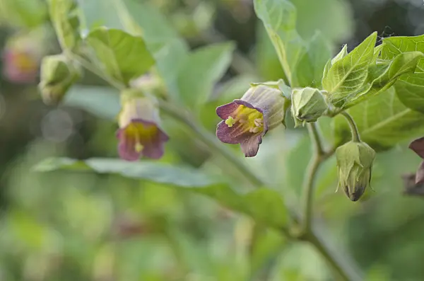 496239 - Deadly nightshade (Atropa bella-donna)