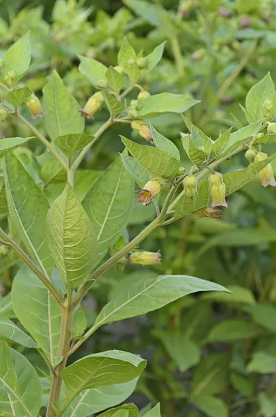 496240 - Deadly nightshade (Atropa bella-donna)
