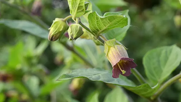 496249 - Deadly nightshade (Atropa bella-donna)