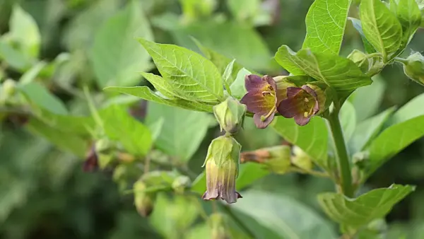 496250 - Deadly nightshade (Atropa bella-donna)