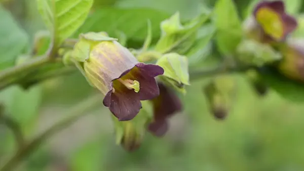 496251 - Deadly nightshade (Atropa bella-donna)