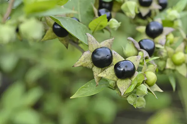 498266 - Deadly nightshade (Atropa bella-donna)