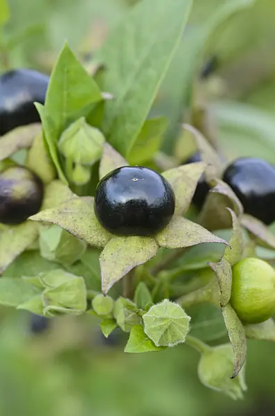 498267 - Deadly nightshade (Atropa bella-donna)