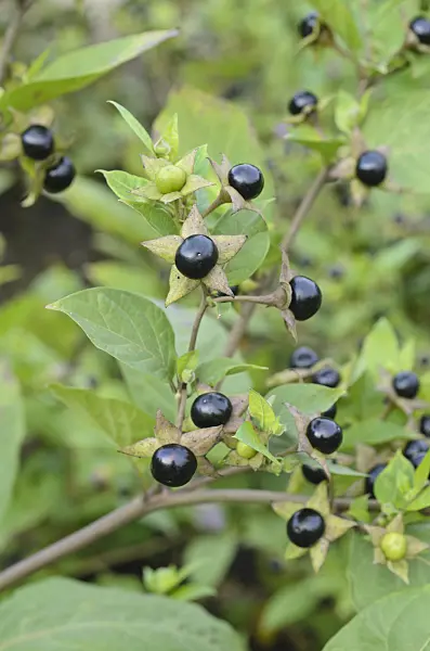 498268 - Deadly nightshade (Atropa bella-donna)