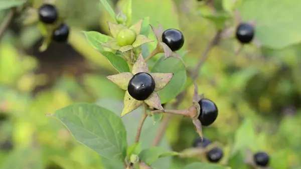498276 - Deadly nightshade (Atropa bella-donna)