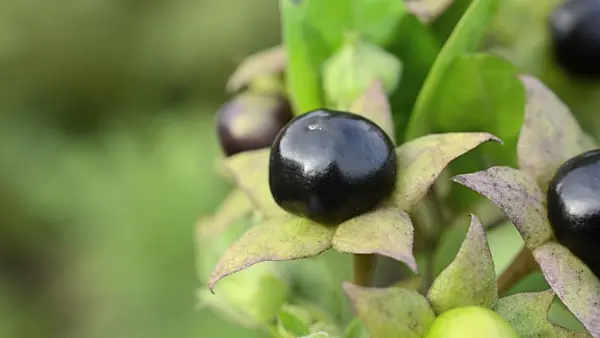 498277 - Deadly nightshade (Atropa bella-donna)