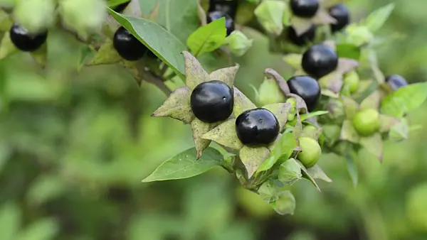 498278 - Deadly nightshade (Atropa bella-donna)