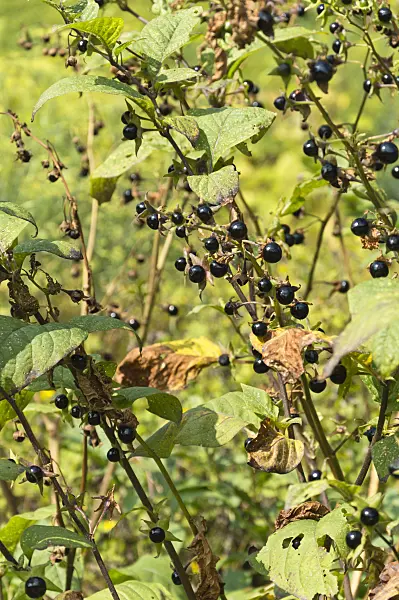 511110 - Deadly nightshade (Atropa bella-donna)