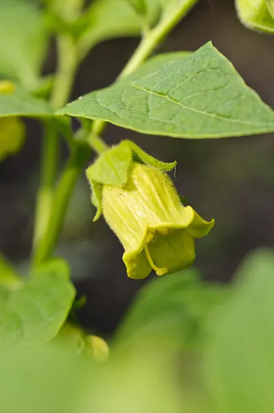 473012 - Deadly nightshade (Atropa bella-donna var. lutea)