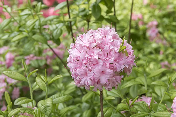 638250 - Deciduous azalea (Rhododendron Jack Bunnell)