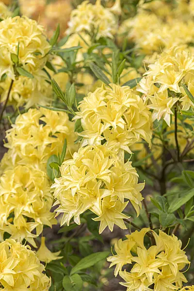 638290 - Deciduous azalea (Rhododendron mixtum 'Sonnenköpfchen')