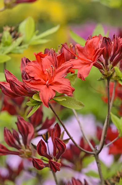 520295 - Deciduous azalea (Rhododendron mollis)
