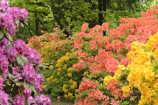 520400 - Deciduous azalea (Rhododendron mollis)