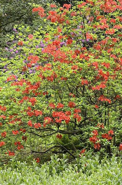 520418 - Deciduous azalea (Rhododendron mollis)