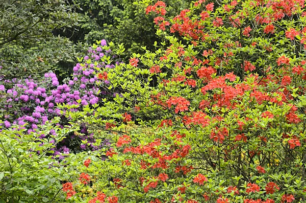 520419 - Deciduous azalea (Rhododendron mollis)