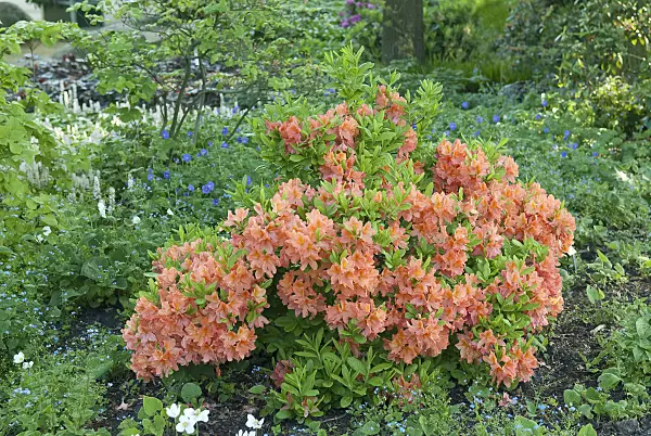 502399 - Deciduous azalea (Rhododendron mollis 'Polly Claessens')