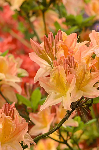 520389 - Deciduous azalea (Rhododendron mollis 'Prinses Juliana')