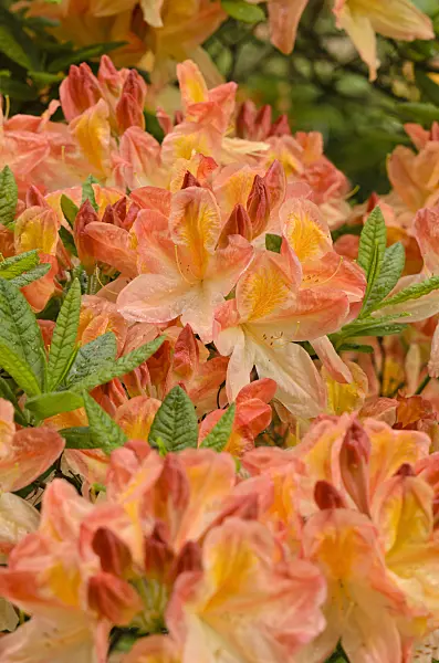 520392 - Deciduous azalea (Rhododendron mollis 'Professor Amundsen')