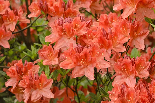 520390 - Deciduous azalea (Rhododendron mollis 'Prominent')