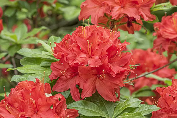 638274 - Deciduous azalea (Rhododendron mollis 'Robert Koch')