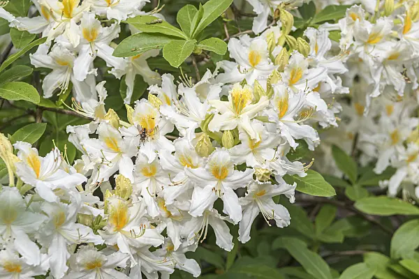 638289 - Deciduous azalea (Rhododendron mollis 'Snowdrift')