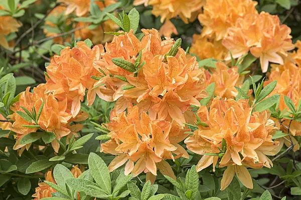 638291 - Deciduous azalea (Rhododendron mollis 'T. J. Seidel')