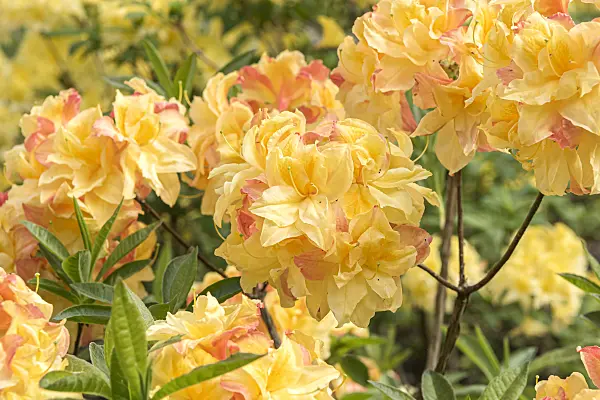 638293 - Deciduous azalea (Rhododendron Totally Awesome)