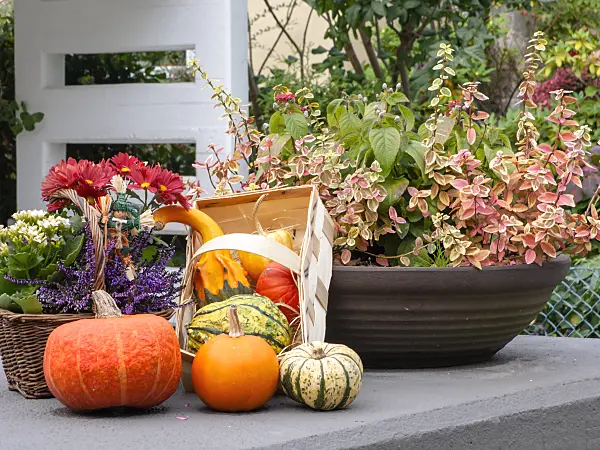 477134 - Décoration d'automne