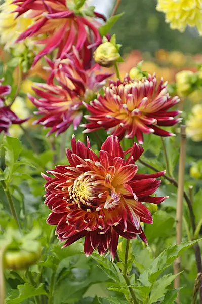 488072 - Decorative dahlia (Dahlia Akita)