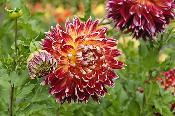 488073 - Decorative dahlia (Dahlia Akita)
