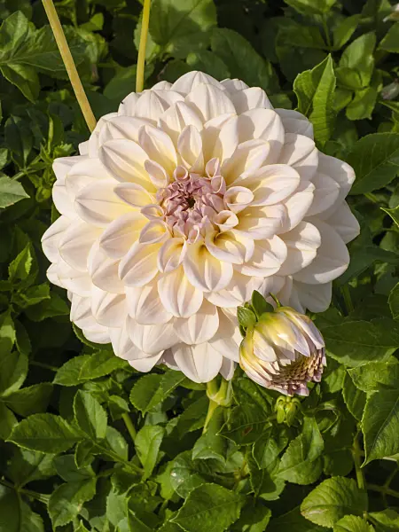 405006 - Decorative dahlia (Dahlia Alloway Cottage)