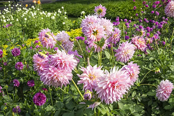 625048 - Decorative dahlia (Dahlia Almand's Climax)