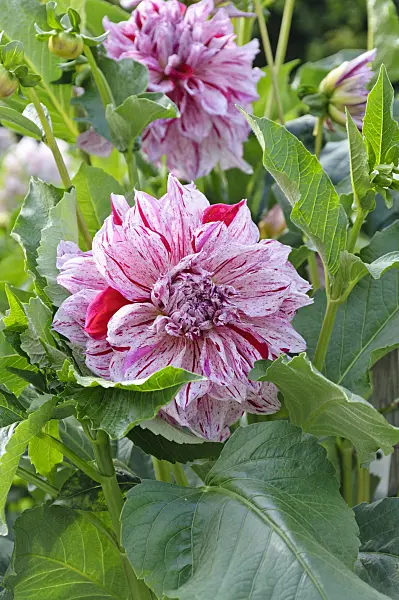 487153 - Decorative dahlia (Dahlia Anatoll)