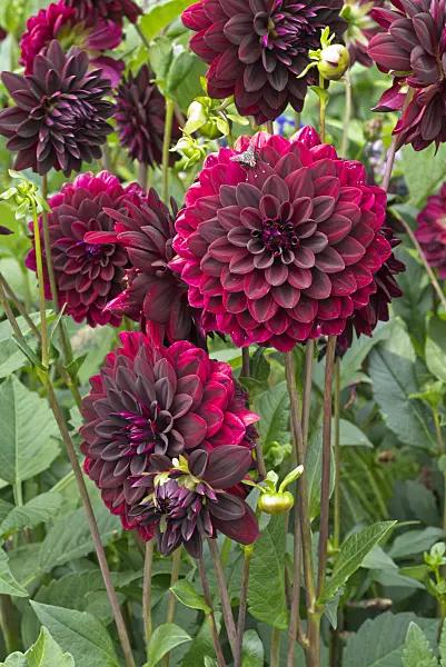 561048 - Decorative dahlia (Dahlia Arabian Night)
