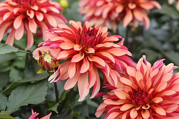 476122 - Decorative dahlia (Dahlia Art Deco)