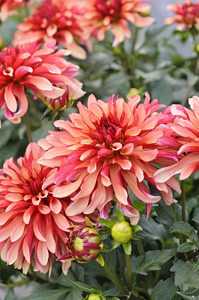 476124 - Decorative dahlia (Dahlia Art Deco)